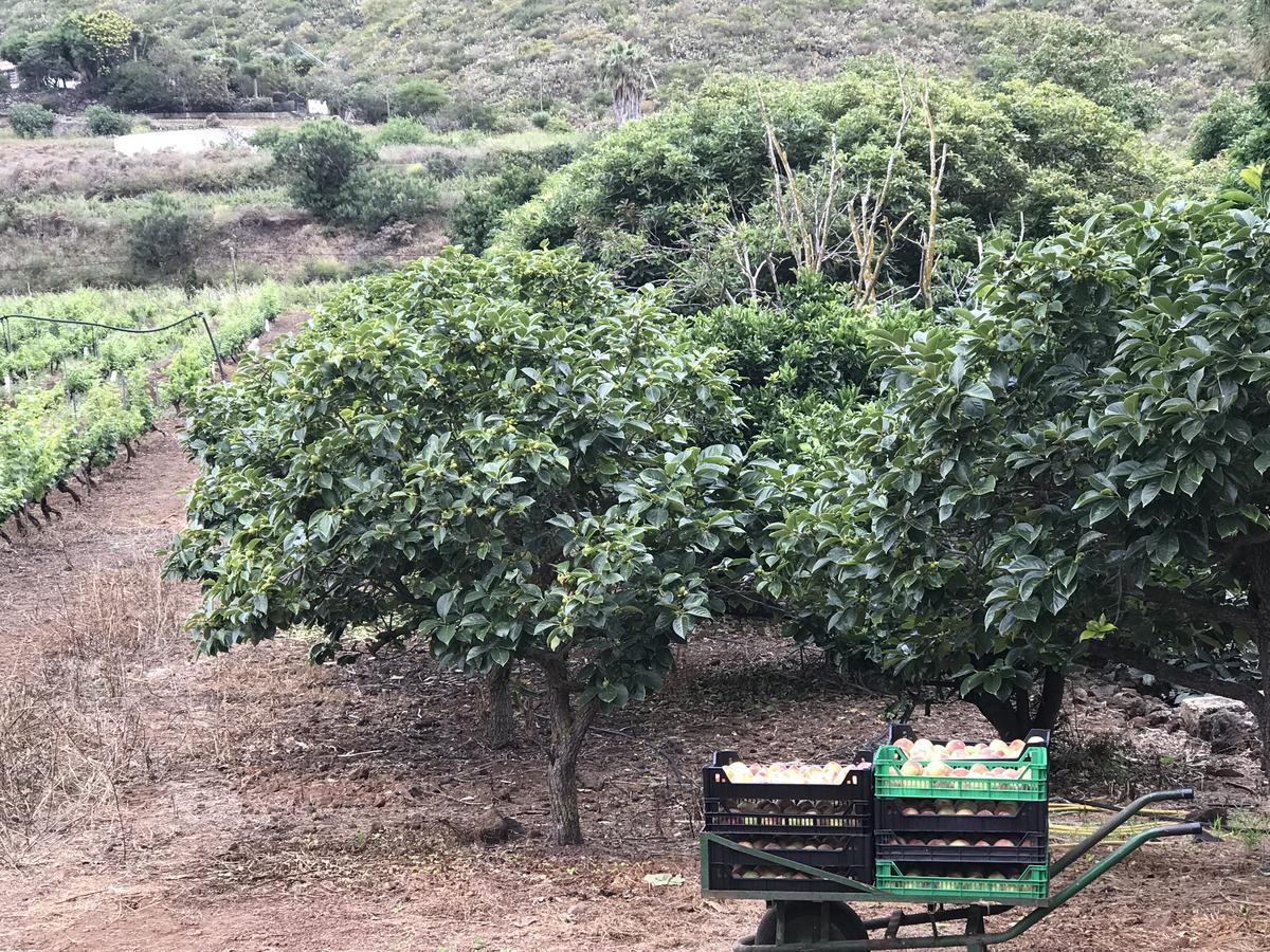 Finca El Vergel Rural Tegueste Esterno foto